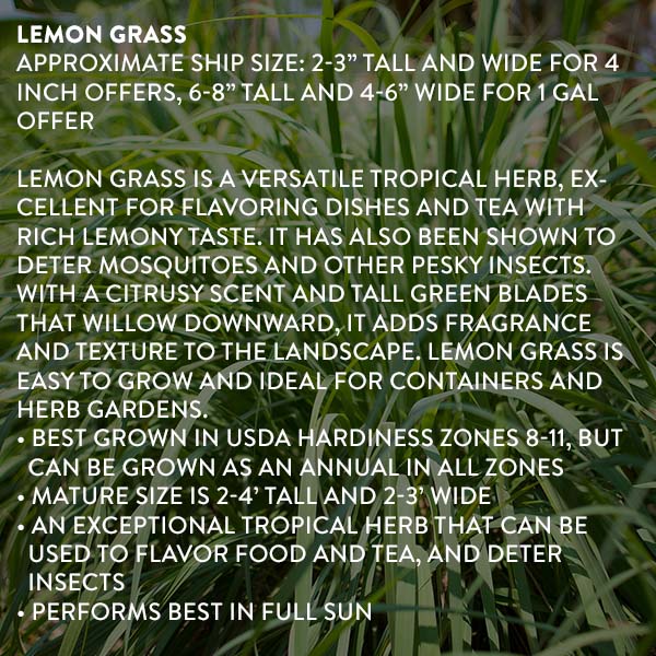 3 Herb Collection Chocolate Mint, Rosemary, Lemon Grass