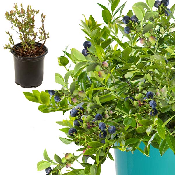 Bushel & Berry Blueberry Midnight Cascade