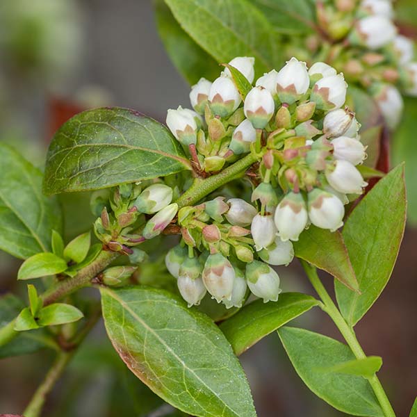 Bushel & Berry Blueberry Midnight Cascade
