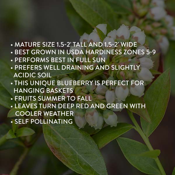 Bushel & Berry Blueberry Midnight Cascade