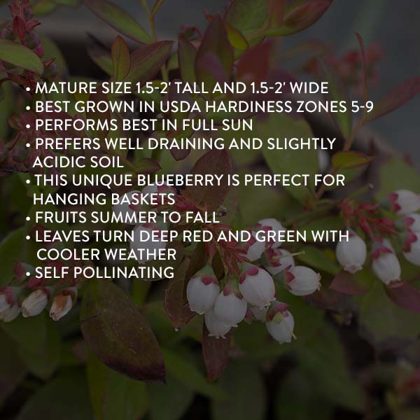 Bushel & Berry Blueberry Sapphire Cascade