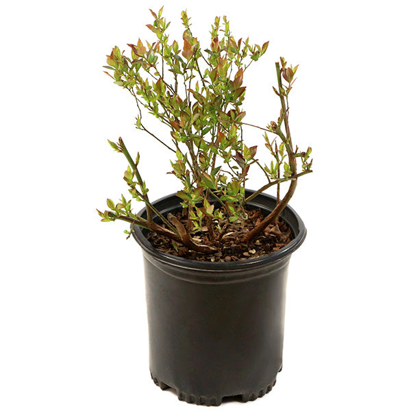 Bushel & Berry Blueberry Buckle