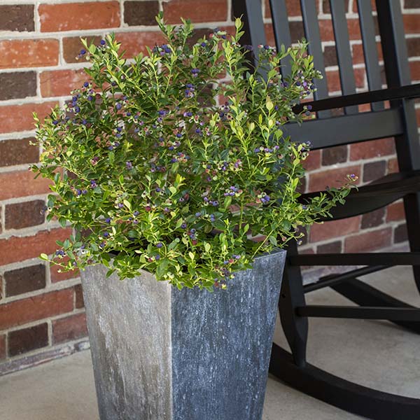 Bushel & Berry Blueberry Buckle