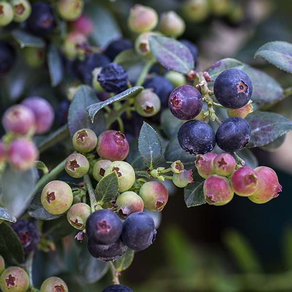 Bushel & Berry Blueberry Buckle