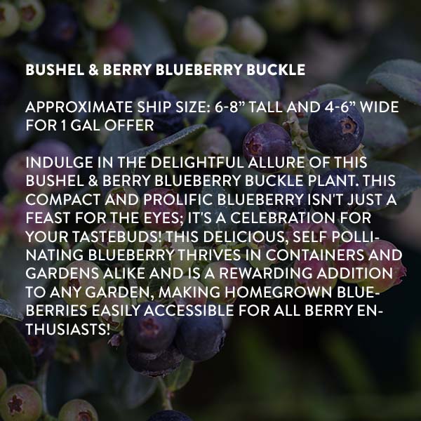 Bushel & Berry Blueberry Buckle