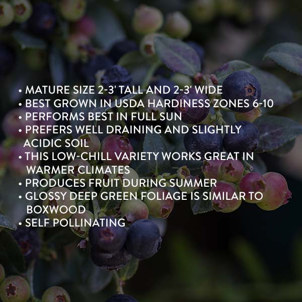 Bushel & Berry Blueberry Buckle