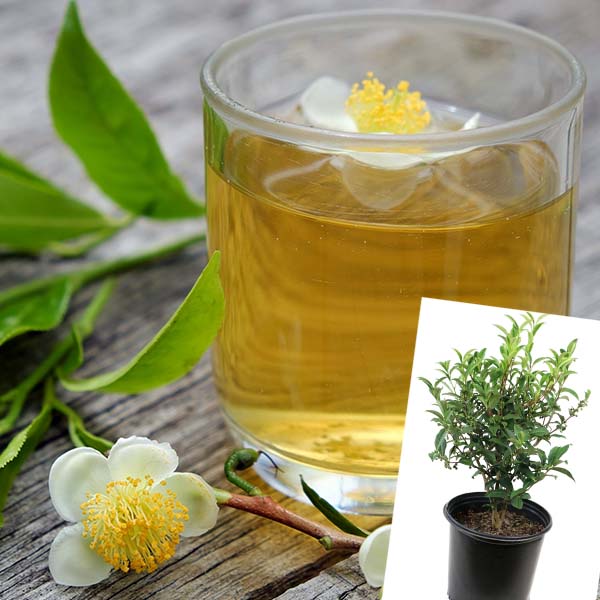 Camellia Green Tea