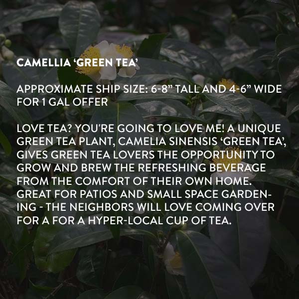 Camellia Green Tea