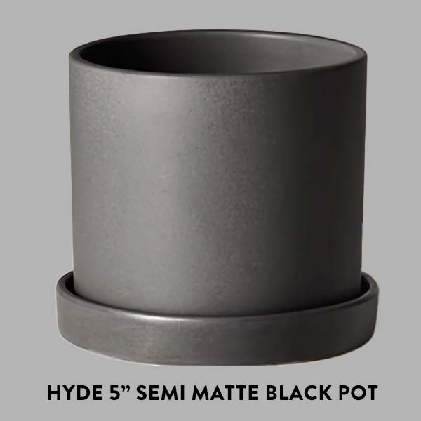 Begonia Polka Dot Houseplant, Pick Your Pot