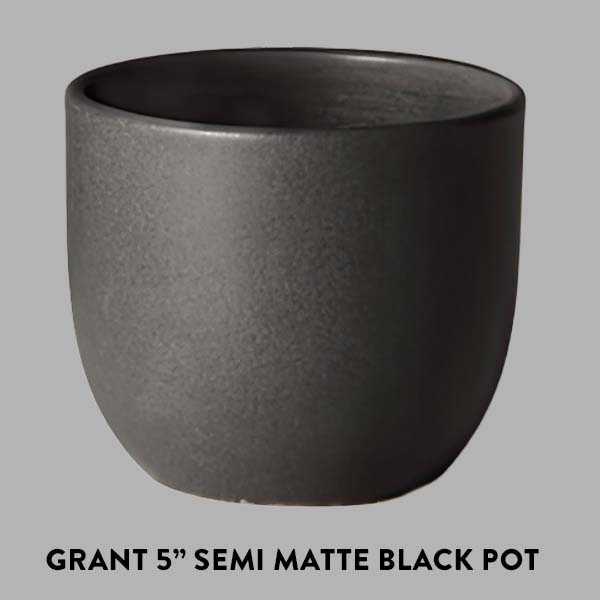 Begonia Polka Dot Houseplant, Pick Your Pot