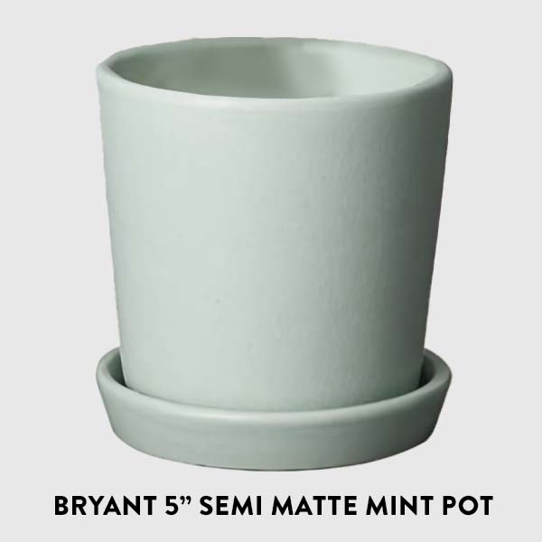 Begonia Polka Dot Houseplant, Pick Your Pot