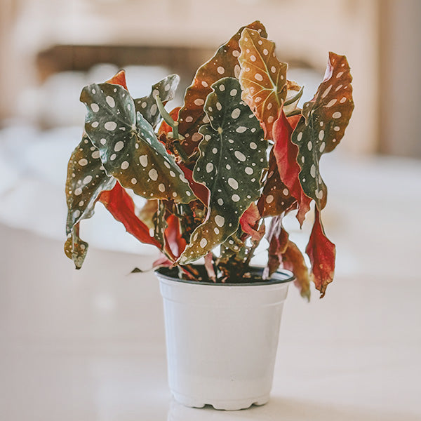 Begonia Polka Dot Houseplant, Pick Your Pot