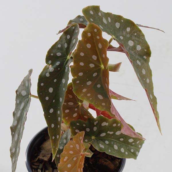 Begonia Polka Dot Houseplant, Pick Your Pot