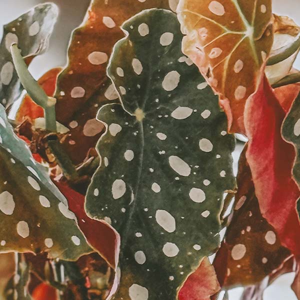 Begonia Polka Dot Houseplant, Pick Your Pot