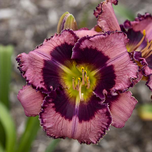 Bare Root Daylilies, Choose Your Plant Style
