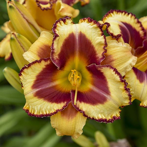 Bare Root Daylilies, Choose Your Plant Style