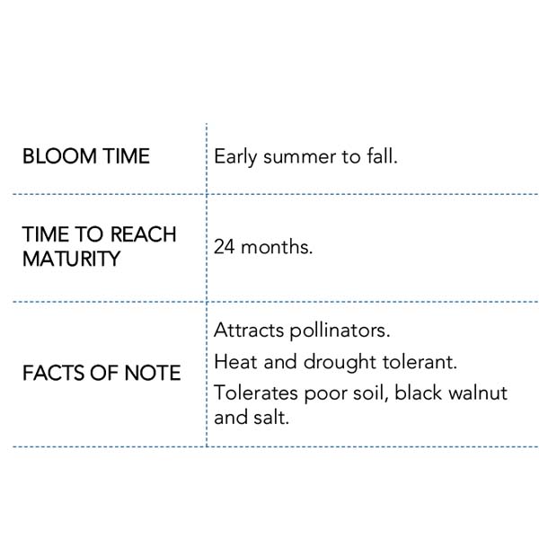 Bare Root Daylilies, Choose Your Plant Style