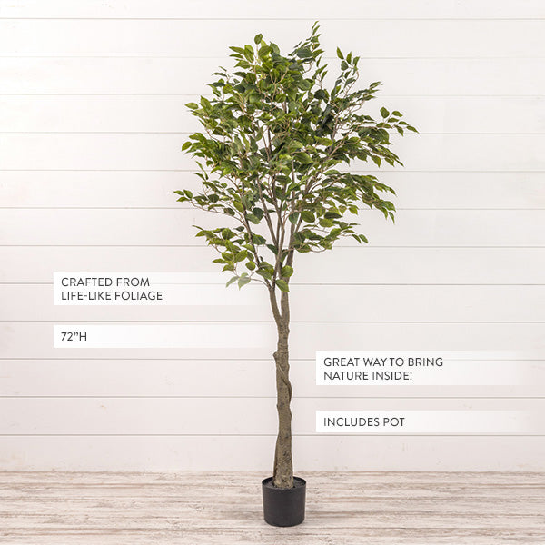 6 Foot Ficus Indoor Faux Tree in Black Pot