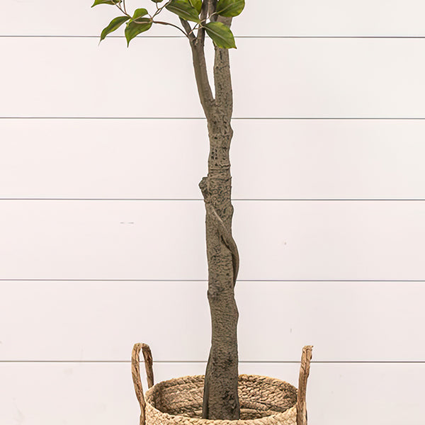 6 Foot Ficus Indoor Faux Tree in Black Pot