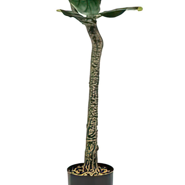 50 Inch Potted Fig Faux Tree