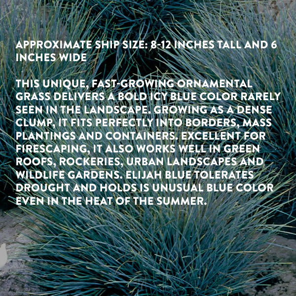 Fescue Grass Elijah Blue
