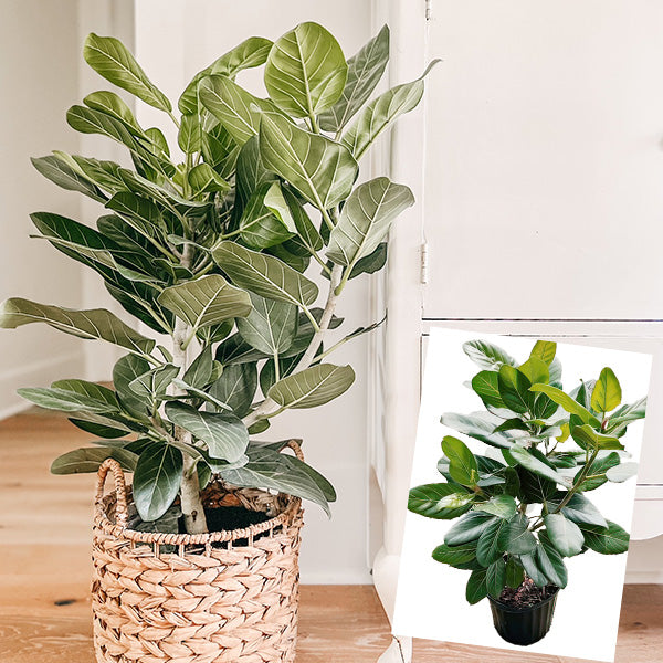 Ficus Audrey