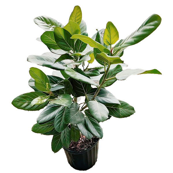Ficus Audrey