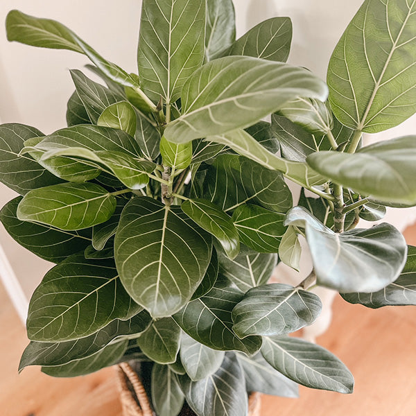 Ficus Audrey