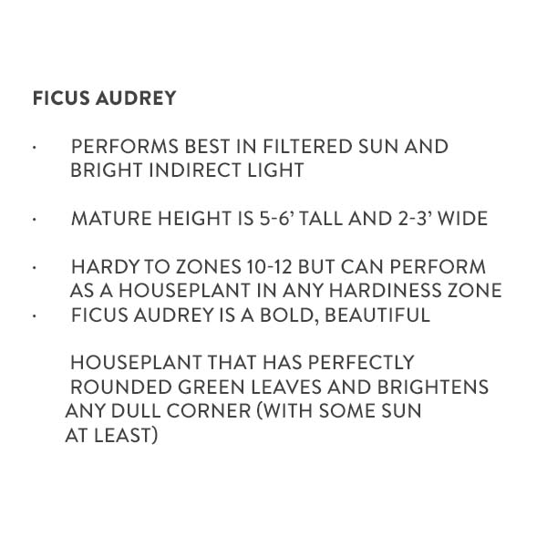 Ficus Audrey