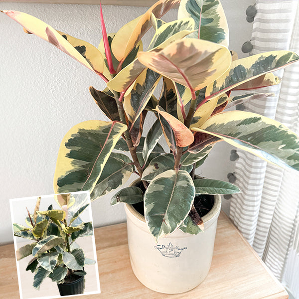 Ficus Elastica Tineke