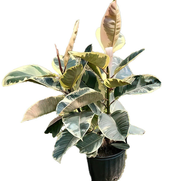 Ficus Elastica Tineke