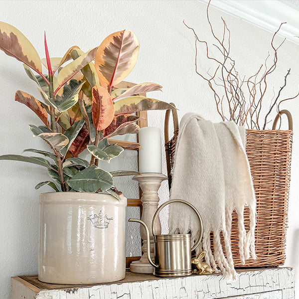 Ficus Elastica Tineke