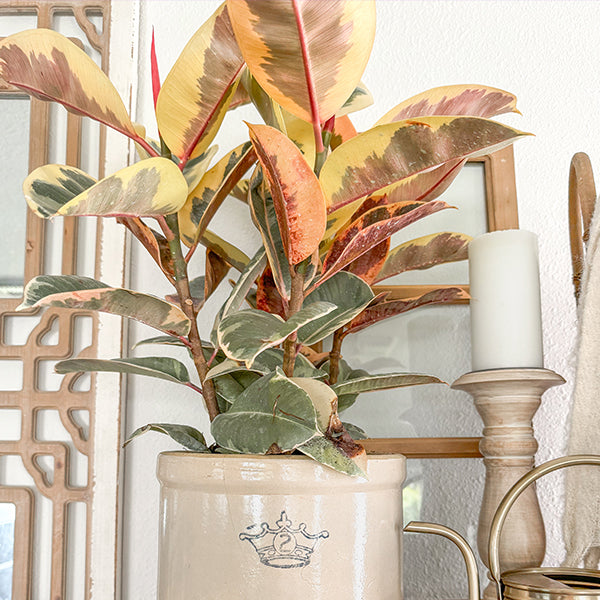 Ficus Elastica Tineke