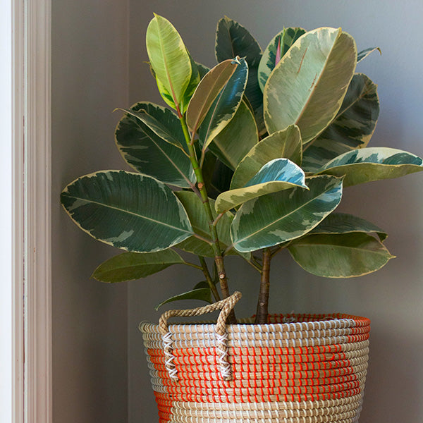 Ficus Elastica Tineke