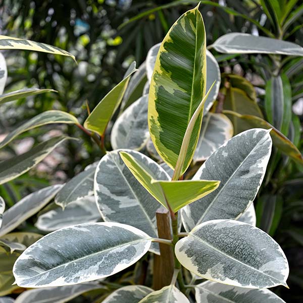 Ficus Elastica Tineke