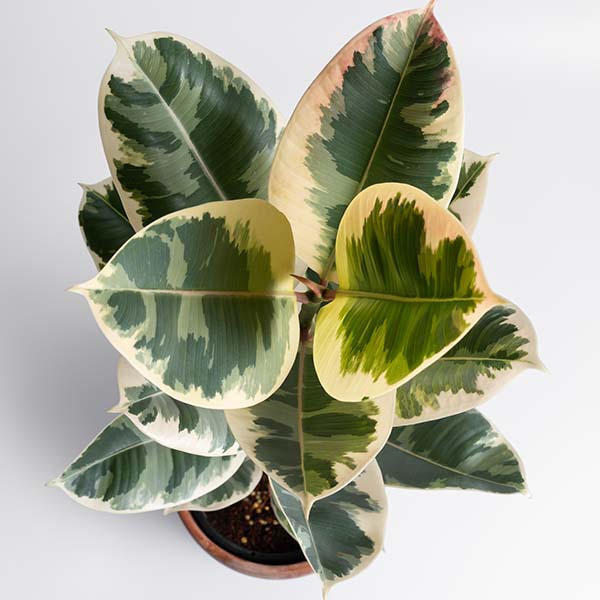 Ficus Elastica Tineke