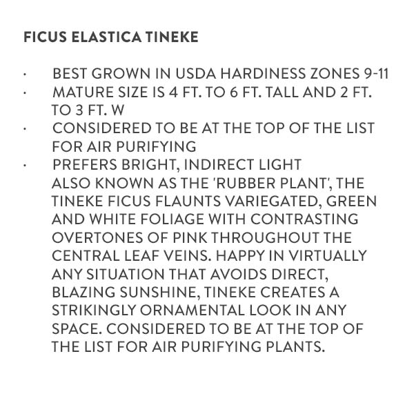 Ficus Elastica Tineke