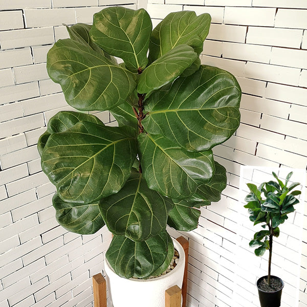 Ficus Lyrata Standard