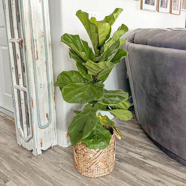 Ficus Lyrata Standard