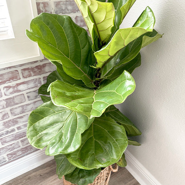 Ficus Lyrata Standard