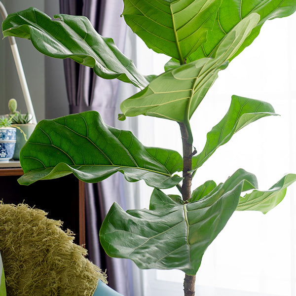 Ficus Lyrata Standard