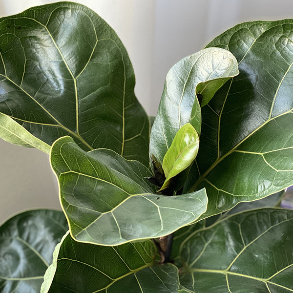 Ficus Lyrata Standard