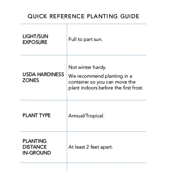 Ficus Lyrata Standard