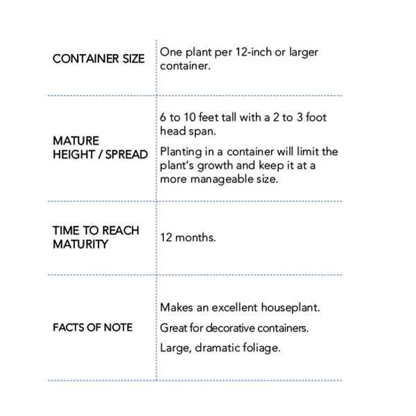 Ficus Lyrata Standard