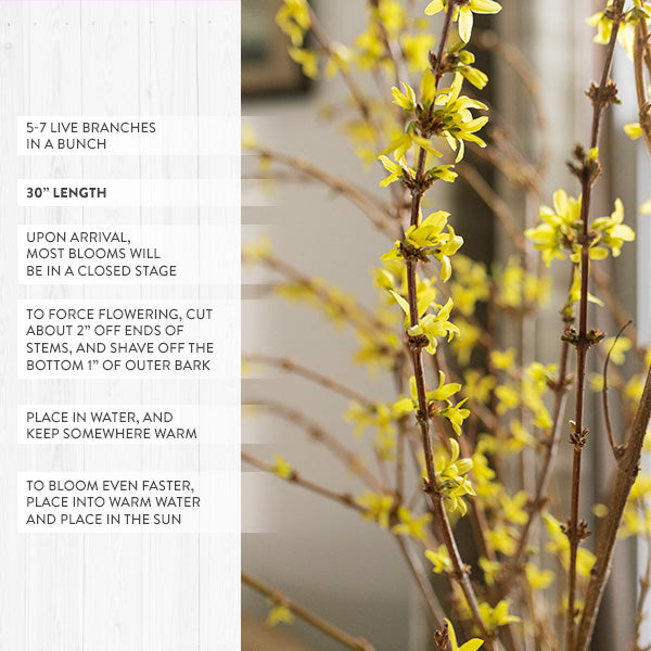 30 Inch Living Forsythia Stem Bunch