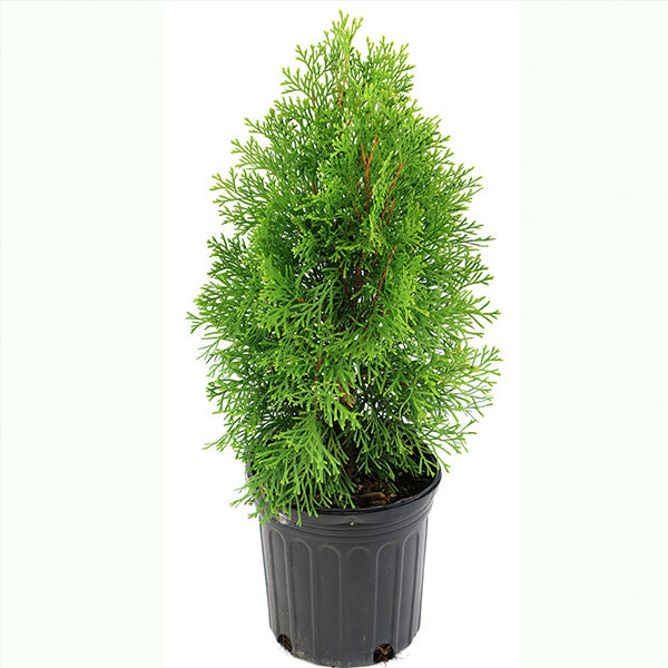 Arborvitae Green Giant in Trade Gallon