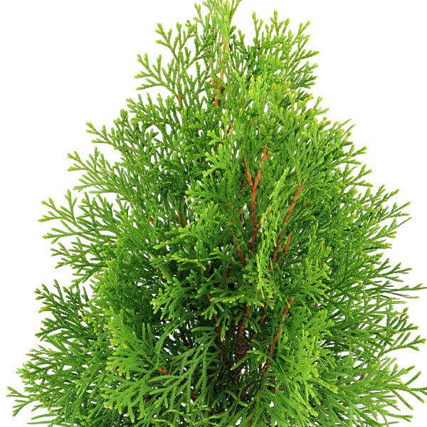 Arborvitae Green Giant in Trade Gallon