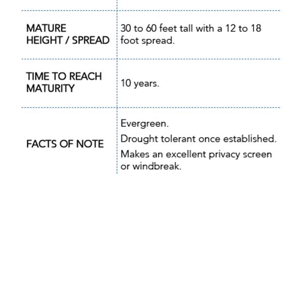 Arborvitae Green Giant in Trade Gallon