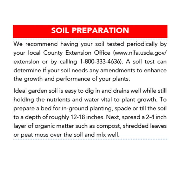 Arborvitae Green Giant in Trade Gallon