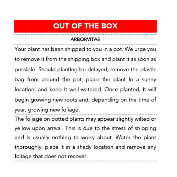 Arborvitae Green Giant in Trade Gallon